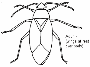 Illustration of an adult (wings resting over body)