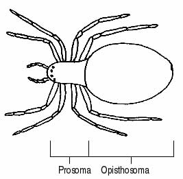 An illustration of the general structure of an arachnid.