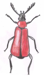 A drawing of a Cardinal Beetle by a Bug Club member
