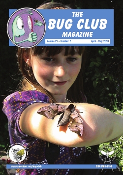 April/May 2013 Bug Club Magazine cover showing a photograph of Bug Club member Chloe Sutton holding an Eyed Hawkmoth _Smerinthus ocellata_.