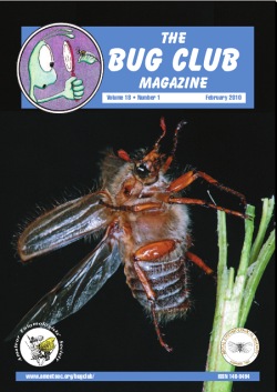 February 2010 Bug Club Magazine cover showing a photograph of a May Bug, _Melolontha melolontha_