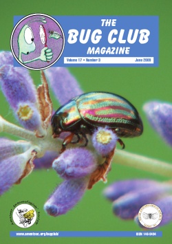 June 2009 Bug Club Magazine cover showing a photograph of a Rosemary Beetle, _Chrysolina americana_, a species which has become established in Britain over the past 15 years
