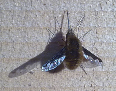 A photograph of the bee-fly (_Bombylius major_)