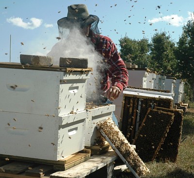A beekeeper wearing a protective veil inspects hives  in an apiary.  The wooden frames supporting the honecombs can also be seen.