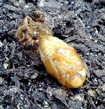 A photograph of the pupae of the Rose chafer (_Cetonia aurata_).