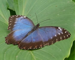 A photograph of a Blue Morpho butterfly (_Morpho sp._).