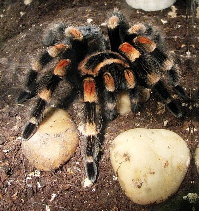 A photograph of a female Mexican Red-kneed tarantula _Brachypelma smithii_. The pedipalps are the appendages that look like small legs at the front of the animal.