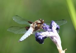A photograph of an adult male Broad-bodied Chaser dragonfly (_Libellula depressa_).