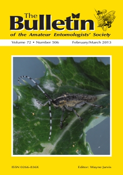 February 2013 Bulletin cover showing the longhorn beetle (_Agapanthia villosoviridescens_).