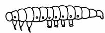 Illustration of a caterpillar