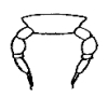 Cross section of a body segment of a centipede .