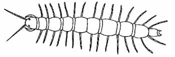 An illustration of the general structure of a centipede.