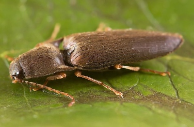 A photograph of an adult Click beetle