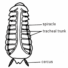 Diagram of Part of the Tracheal System of a Cockroach