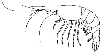 An illustration of the general structure of a crustracean.
