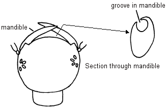 Illustration of mouthparts of Diving beetle larvae