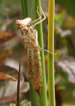 A photograph of dragonfly exuviae.