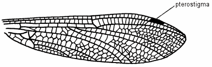 Illustration of the cross veins on a Dragonfly wing