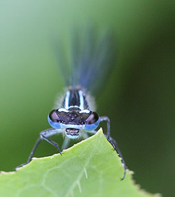 A photograph of a male Common Blue Damselfly (_Enallagma cyathigerum_).
