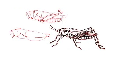 An illustration of a grasshopper