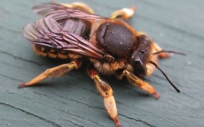 A photograph of a solitary bee