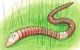 Eddie the earthworm - the perfect gift for children
