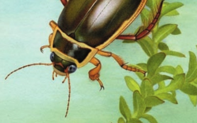 An illustration of a water beetle from the cover of "The larger water beetles of the British Isles"