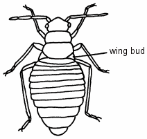 Illustration of a first instar nymph