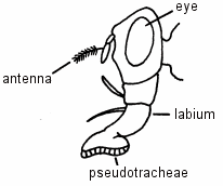 Illustration of mouthparts of the housefly