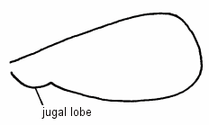 Illustration of the main regions of the insect fore wing showing the jugal lobe