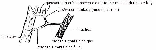 Diagram of the Gas/Water interface in the tracheole