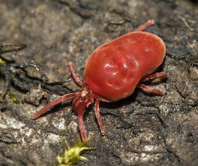 Blood Mites