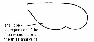 Illustration of the main regions of the insect hind wing showing the expansion of the area round three anal veins