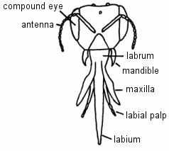 Illustration of honey bee mouthparts