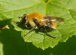 Photograph of a brightly coloured bee-mimic hoverfly