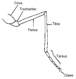 An illustration of the general structure of an insect leg.