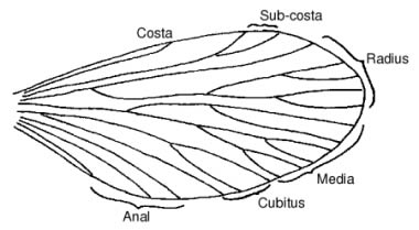 An illustration of the general structure of an insect wing.