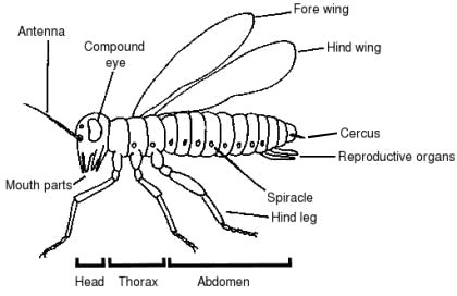 An illustration of the general structure of an insect.