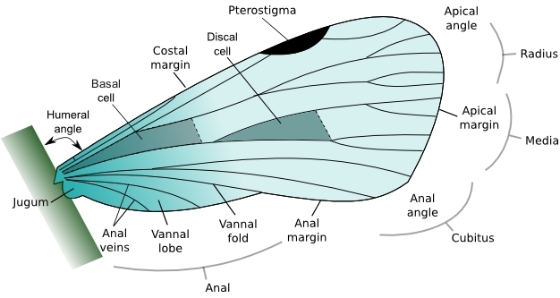 An illustration of the general structure of an insect wing.