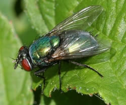 A photograph of the blowfly, _Lucilia sericata_.