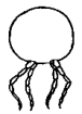 Cross section of a body segment of a millipede .