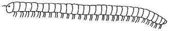 An illustration of the general structure of a millipede.