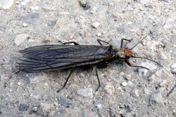 A photograph of an adult Stonefly