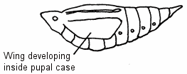 Illustration of a pupa