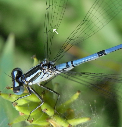 A close up photograph of a damselfly. The quadrilateral cell is marked with an arrow.