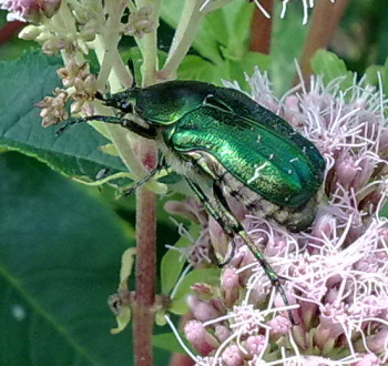 A photograph of a rose chafer. A well known and attractive scarab.
