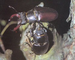 A photograph of male and female stag beetles (_Lucanus cervus_).