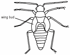 Illustration of a third instar nymph