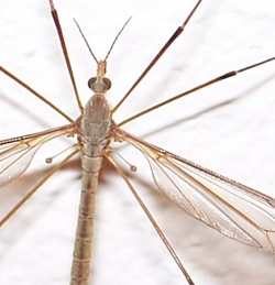 A close-up photograph of a daddy Long legs (tipulid) showing the halteres.