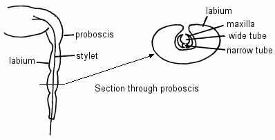 Illustration of mouthparts of true bugs